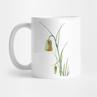 Fritillaria acmopetala   AGM  Pointed-petal fritillary Mug